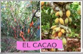 El Cacao - Pres. Final