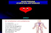 Sistema Circulatorio 5 Basico