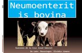 Neumoenteritis bovina