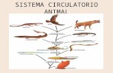 Sistema Circulatorio Animal Ade (3)