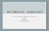 Acidosis Ruminal Práctica 1