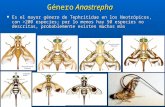 12. Grupos de Especies Anastrepha Peru.ppt