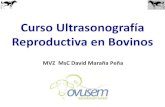 Curso Ultrasonografia Bovinos