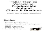 Taller Técnico Vocacional - Producción Animal - Clase II Bovinos