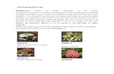 Lista de Especies Reino Fungi