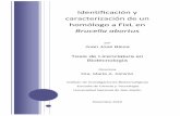 Identificación y Caracterización de Un Homólogo a FixL en Brucella Abortus Tesis