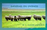 I Salazar- Sanidad en ovinos.pdf