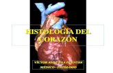 HISTOLOGÍA DEL CORAZÓN.pdf