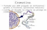 Cromatina Cariotipo Mitosis