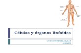 Células y Órganos Linfoides