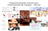 Chagas y masa