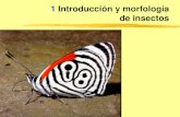 1 Introduccion, Morfología y Exosesqueleto