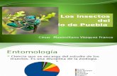 Expocisión  Insectos de Puebla