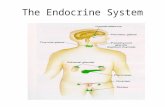 The Endocrine System. Resumen de lo publicado Sistemas secrecionales (endo, exo, auto y paracino Sistemas simples, complejos, más complejos Hormonas esteroides.