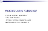 METABOLISMO AEROBICO OXIDACION DEL PIRUVATO CICLO DE KREBS TRANSPORTE DE ELECTRONES FOSFORILACION OXIDATIVA.