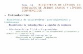 Tema 34 BIOSÍNTESIS DE LÍPIDOS II: DERIVADOS DE ÁCIDOS GRASOS Y LÍPIDOS ISOPRENOIDES - Introducción - Biosíntesis de eicosanoides: prostaglandinas y tromboxanos.