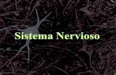 Propiedades Generales del Sistema Nervioso El sistema nervioso está formado por el tejido nervioso. Su principal función es la comunicación entre las.