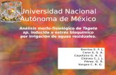 Universidad Nacional Autónoma de México Análisis morfo-fisiológico de Tagete sp. inducida a estrés bioquímico por irrigación de aguas residuales. Barrios.