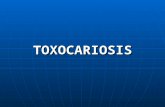 TOXOCARIOSIS. DEFINICIÓN Afección causada por la presencia y acción de varias especies de nematodos de los géneros Toxocara y Toxascaris. Afección causada.