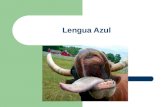Lengua Azul. Lengua azul… La lengua azul es una enfermedad vírica aguda del ganado ovino, caprino y bovino, transmitida por dípteros hematófagos, de presentación.