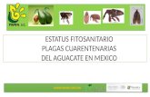 ESTATUS FITOSANITARIO PLAGAS CUARENTENARIAS DEL AGUACATE EN MEXICO.