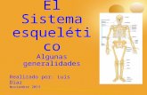 El Sistema esquelético Algunas generalidades Realizado por: Luis Diaz Noviembre 2013.