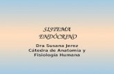 SISTEMA ENDÓCRINO Dra Susana Jerez Cátedra de Anatomía y Fisiología Humana.