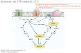Inducción de LTP tardía (L-LTP) Canales de calcio dependientes del potencial: Pueden contribuir a la inducción, si la despolarización alcanza su umbral.