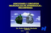 ADICCIONES Y CIRCUITOS NEURONALES DE APRENDIZAJE - RECOMPENSA Dr. Pedro Delgado Machado HUMANA UCV SVP Rita Carter, 1998.