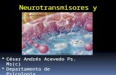 Neurotransmisores y Neuromoduladores  César Andrés Acevedo Ps. Ms(c)  Departamento de Psicología  Universidad Minuto de Dios.
