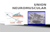 DEFINICION La unión neuromuscular es la sinapsis química establecida entre el axón de una moto neurona, como elemento pre-sináptico, y una fibra muscular.