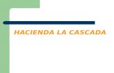 HACIENDA LA CASCADA. MISION Ser la empresa líder en explotación agro ecológica de la guadua macana (Guadua angustifolia, Kunt) en el departamento del.