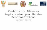 Cambios de Biomasa Registrados por Bandas Dendrométricas Javier Silva.