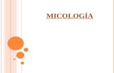 M ICOLOGÍA. Reino fungi. Células eucariotas inmóviles (cuerpo o soma: thallo o talo) y osmótrofos (no poseen tubo digestivo). Pueden ser unicelulares.