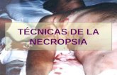 TÉCNICAS DE LA NECROPSIA. REGLAS La necropsia no es una disección minuciosa de todo el cadáver, debe respetarse toda anomalía o lesión que se encuentre.