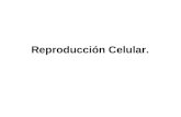 Reproducción Celular.. Mitosis. Es el proceso de división celular en la cual una célula se divide para formar dos células nuevas. En este tipo de reproducción.