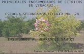PRINCIPALES ENFERMEDADES DE CITRICOS EN VERACRUZ. ESCUELA SECUNDARIA TECNICA No. 28 POR ING. JORGE A. HERNANDEZ SANTOS Panuco, Veracruz. A 22 de Mayo de.