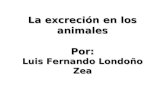 La excreción en los animales Por: Luis Fernando Londoño Zea.