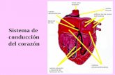 Sistema de conducción del corazón. Potenciales de acción en diversos tejidos cardiacos y su correlación con el electrocardiograma de superficie. FORMACIÓN.