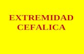 EXTREMIDAD CEFALICA. CUALES SON LOS COMPONENTES EMBRIOLOGICOS DE LA EXTREMIDD CEFALICA.