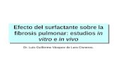 Efecto del surfactante sobre la fibrosis pulmonar: estudios in vitro e in vivo Dr. Luis Guillermo Vázquez de Lara Cisneros.