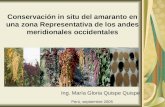 Conservación in situ del amaranto en una zona Representativa de los andes meridionales occidentales Perú, septiembre 2005 Ing. María Gloria Quispe Quispe.