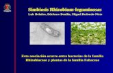 Simbiosis Rhizobium-leguminosas Esta asociación ocurre entre bacterias de la familia Rhizobiaceae y plantas de la familia Fabaceae Luis Bolaños, Ildefonso.