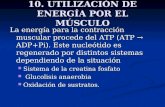 10. UTILIZACIÓN DE ENERGÍA POR EL MÚSCULO La energía para la contracción muscular procede del ATP (ATP → ADP+Pi). Este nucleótido es regenerado por distintos.