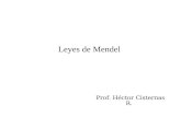 Leyes de Mendel Prof. Héctor Cisternas R.. G. J. Mendel, monje agustino austriaco, fue el primero en realizar una investigación fructífera sobre la herencia.