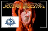 ORGANIZACIÓN TUBO DIGESTIVO -Boca -Esófago -Estómago -Intestino delgado -Intestino grueso -Recto/Ano GLÁNDULAS -Salivales -Páncreas -Hígado.