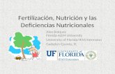 Fertilización, Nutrición y las Deficiencias Nutricionales Alex Bolques Florida A&M University University of Florida/IFAS Extension Gadsden County, FL.
