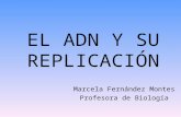 Marcela Fernández Montes Profesora de Biología EL ADN Y SU REPLICACIÓN.
