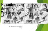 Mecanismos de la Teratogénesis Por: Michelle Aguilar y Joselyn Urbalejo.