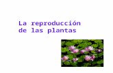 La reproducción de las plantas. Tipos de Reproducción sexual Reproducción asexual